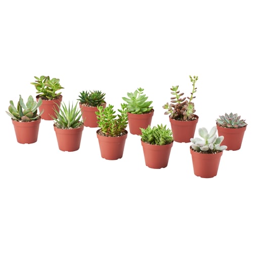 SUCCULENT 鉢植え, アソートプランツ, 9 cm