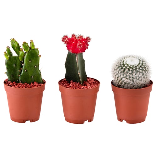 Three potted cacti in brown plastic pots, one green, one red-flowering, and one white with spines; simple, low-maintenance design.