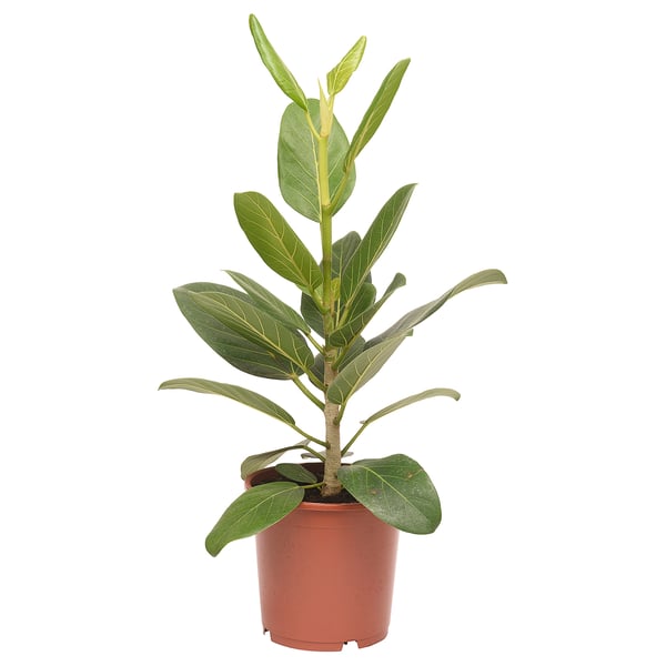Potted ficus in terracotta for home decor.