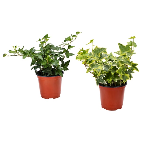 Two potted plants, one dark green, one variegated, in red plastic pots on white background.