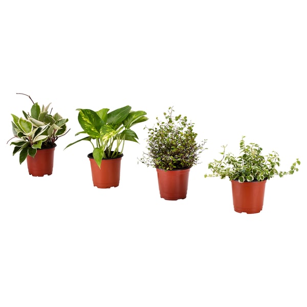 Four potted plants in red containers; varied green foliage, indoor decorative.