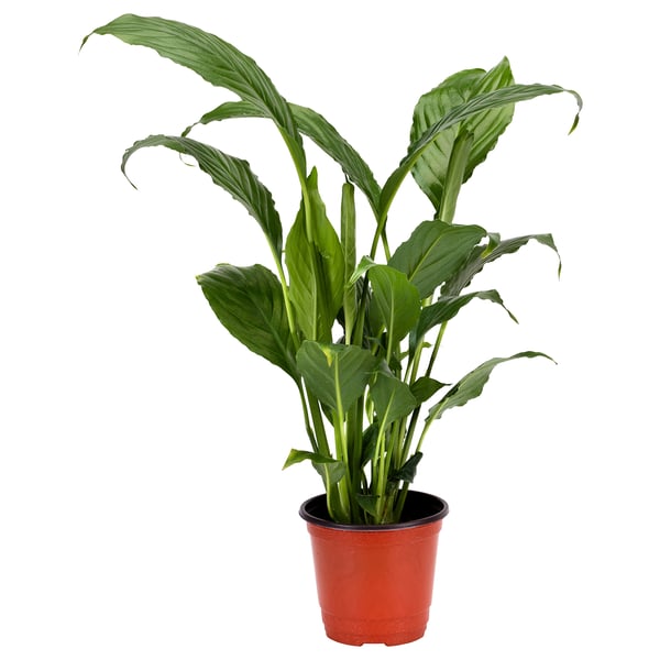 Red-potted SPATHIPHYLLUM with green leaves.