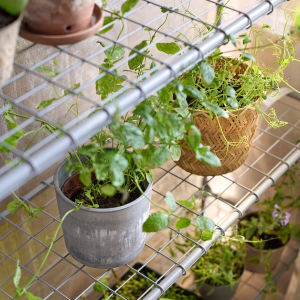 ASPAREN 아스파렌 온실, 투명화이트, 95x32x162 cm