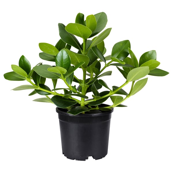 CLUSIA 클루시아 식물, 클루시아, 15 cm
