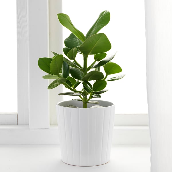 CLUSIA 클루시아 식물, 클루시아, 15 cm