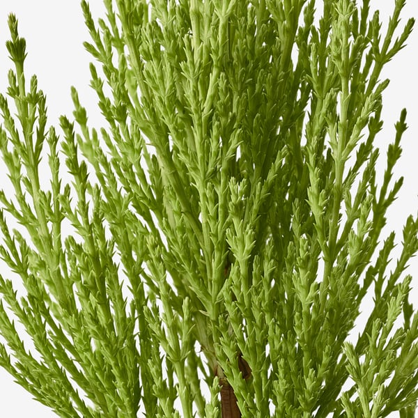 CUPRESSUS MACROCARPA 쿠프레수스 마크로카르파 식물, 사이프러스, 15 cm