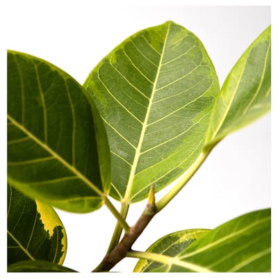 FICUS BENGHALENSIS 피쿠스 벵할렌시스 식물, 뱅갈고무나무, 21 cm