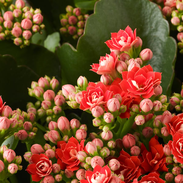 KALANCHOE 칼란쇼에 식물, 칼랑코에 다양, 10 cm