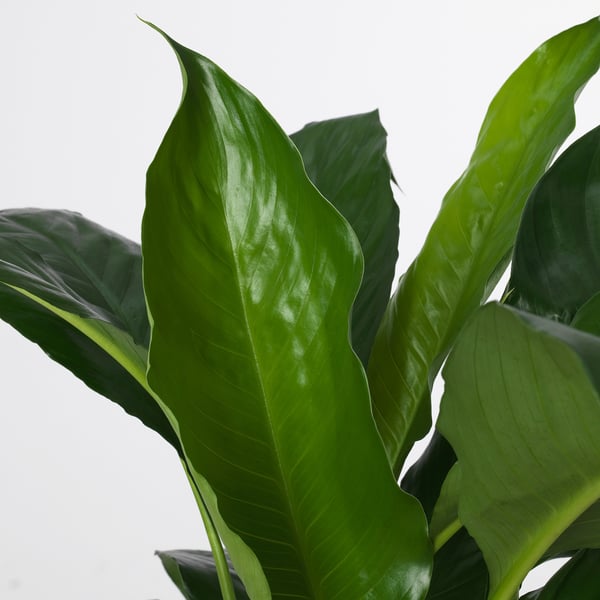 SPATHIPHYLLUM 스파팁휠룸 식물, 스파티필름, 10 cm