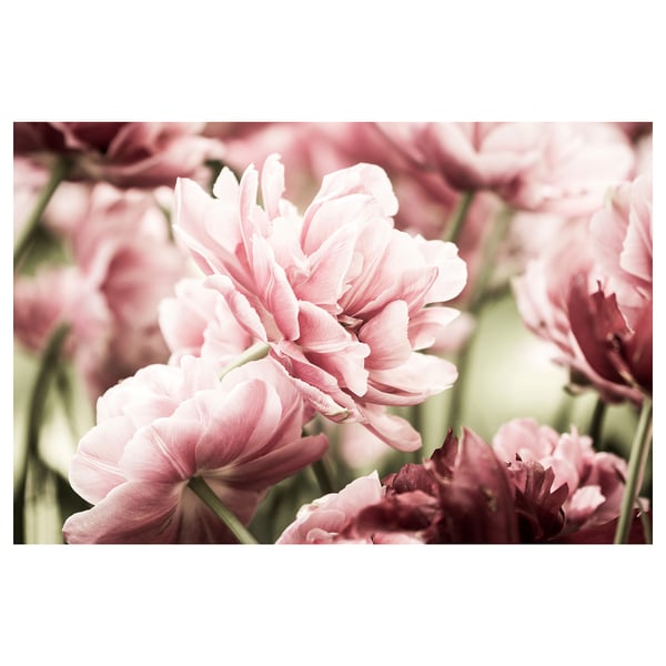 Close-up of soft pink tulips, delicate petals, white centre.