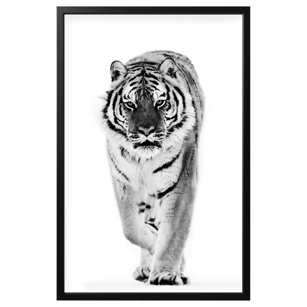 Black and white framed a tiger walking forward on a plain background.