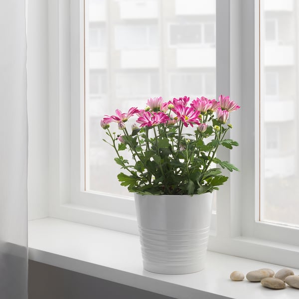 A white potted CHRYSANTHEMUM sits on a windowsill, blooming vibrant pink flowers. The plant receives natural light, fostering growth and vitality.