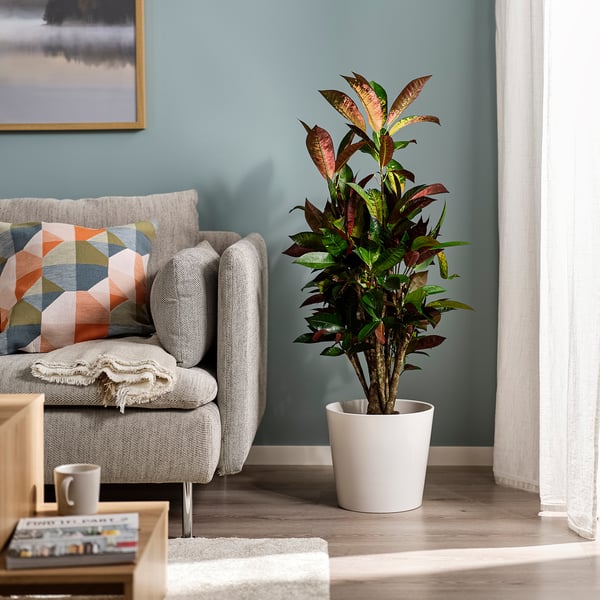 CODIAEUM Potted plant, Croton, 21 cm