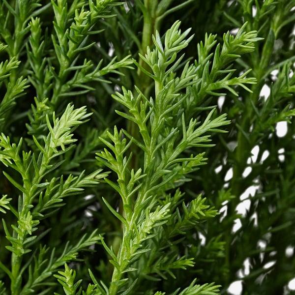 CHAMAECYPARIS Potted plant, False cypress assorted, 10.5 cm