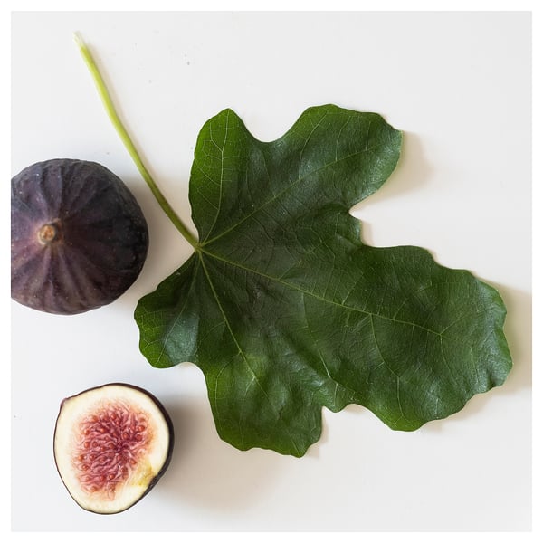 Top view of fig fruit, large green leaf, and fig slice on white surface.