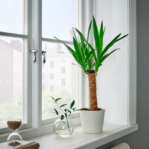 Yucca plant and twigs on window sill. Or, to keep more context: yucca plant and twigs by window.