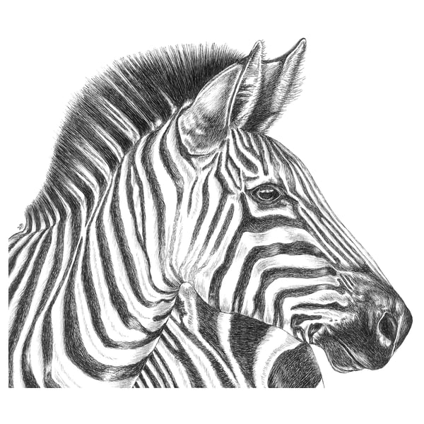 BJÖRKSTA صورة, رسم حمار وحشي, 140x100 سم