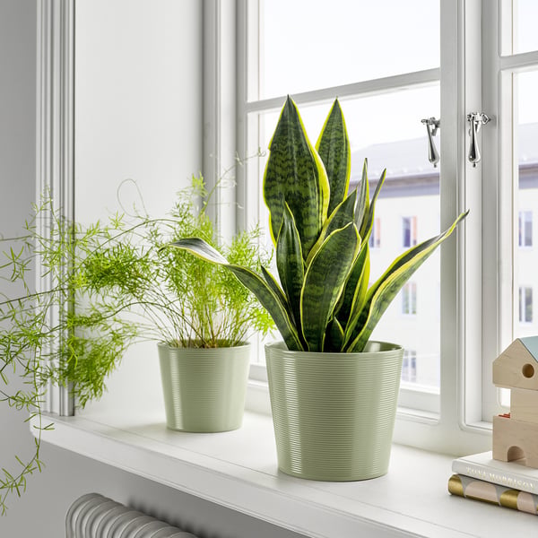 BROKSPIREA آنية نباتات, أخضر فاتح, 15 سم