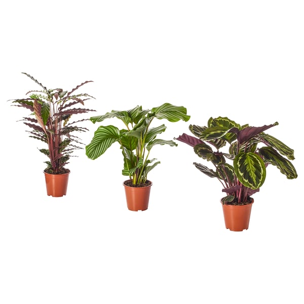CALATHEA زرع في وعاء, كالاثيا/متعددة, 19 سم