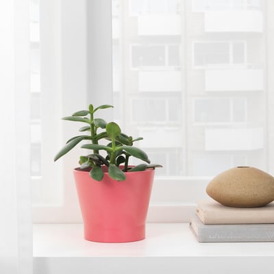PAPAJA آنية نباتات, أحمر, 9 سم