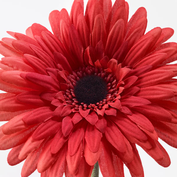 SMYCKA زهرة إصطناعية, Gerbera/أحمر, 50 سم