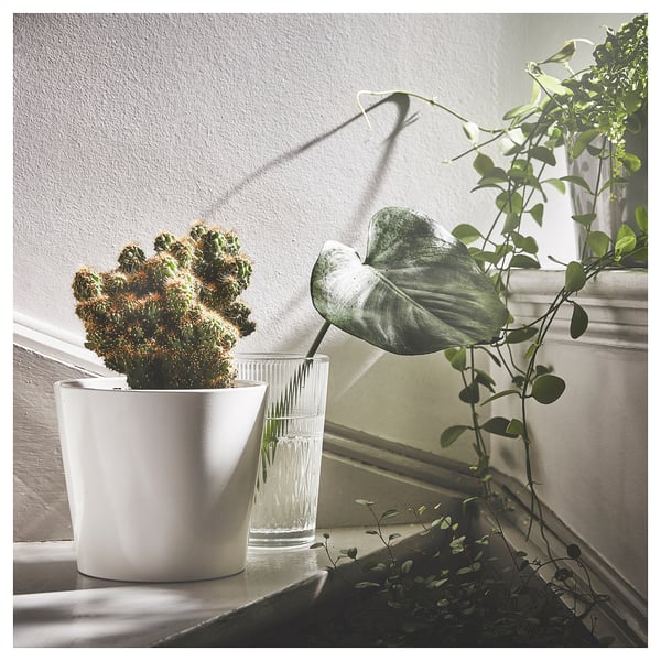 SOJABÖNA آنية نباتات, أبيض, 15 سم