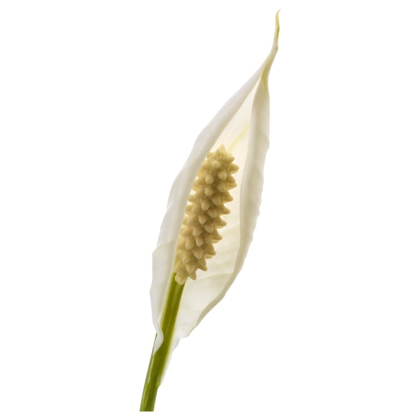 SPATHIPHYLLUM زرع في وعاء, بيسي للي, 12 سم