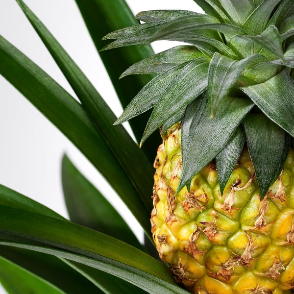 Close-up of vibrant pineapple with fresh green leaves, sharp texture, and bright colour.