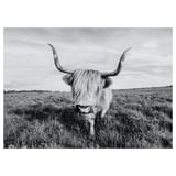 BJÖRKSTA: highland cattle in black-and-white field.