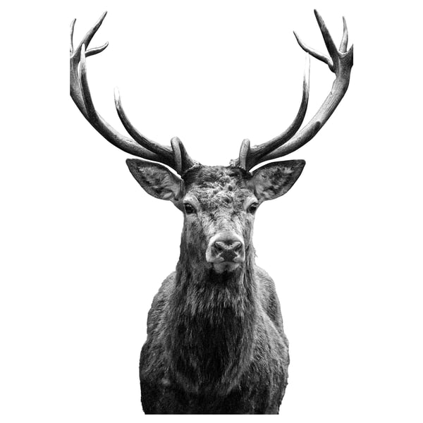 Black and white graphic artwork of a deer head with large antlers. Stylized illustration for home decor.