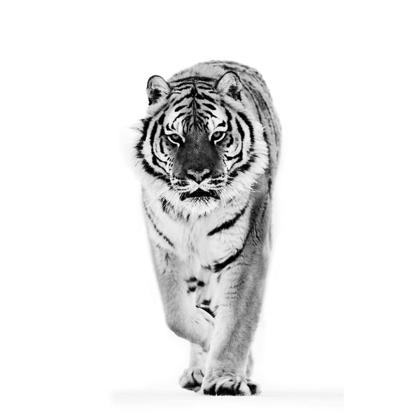 Black and white walking tiger.