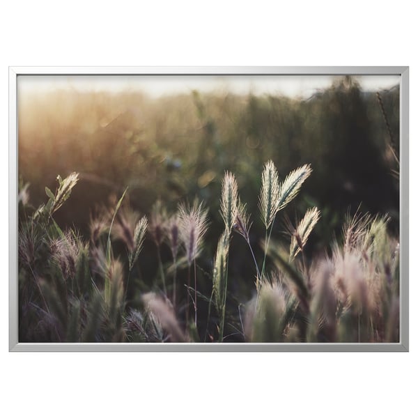 BJÖRKSTA nature photo in white frame, showcasing tall grasses at sunset.