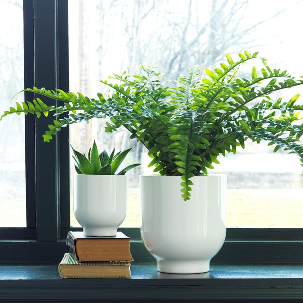 Two white DRÖMSK plant pots with green plants on window sill. One on books.