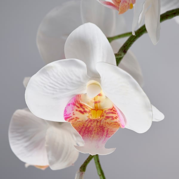FEJKA Artificial potted plant, Orchid white, 9 cm