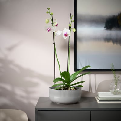 GRADVIS white, cylindrical planter holds tall orchid, beside tv on stand, next to small vase and books.