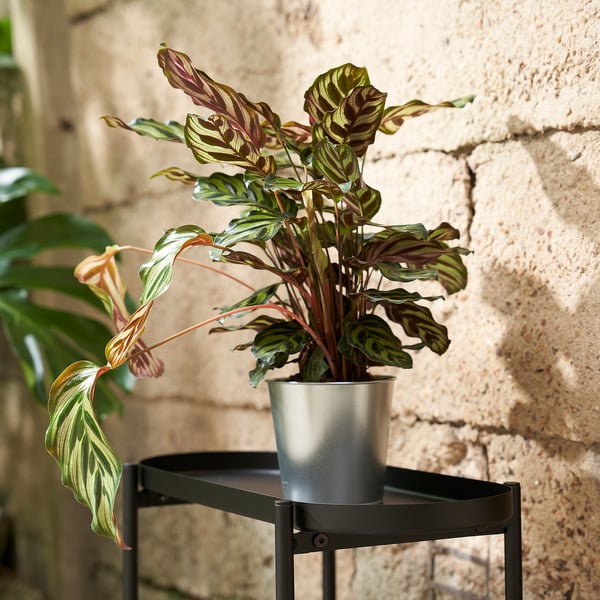 ÅKERBÄR Cache-pot, intérieur/extérieur/acier zingué, 12 cm