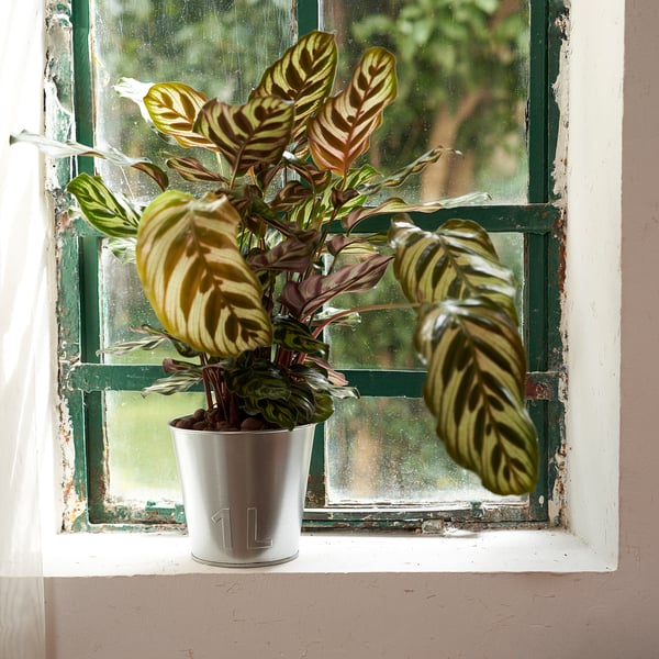 ÅKERBÄR Cache-pot, intérieur/extérieur/acier zingué, 12 cm