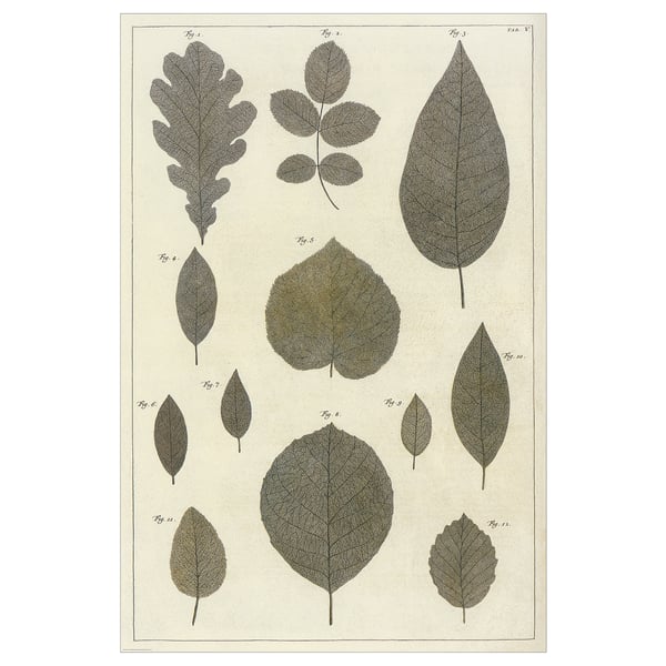 BILD Image, planche feuilles, 61x91 cm