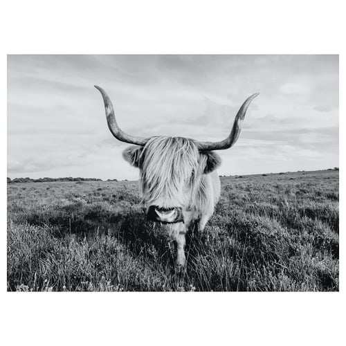BJÖRKSTA Toile, vache curieuse, 140x100 cm