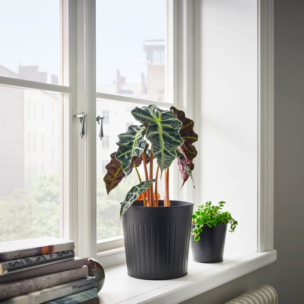 CITRONMELISS Cache-pot, intérieur/extérieur/anthracite, 19 cm