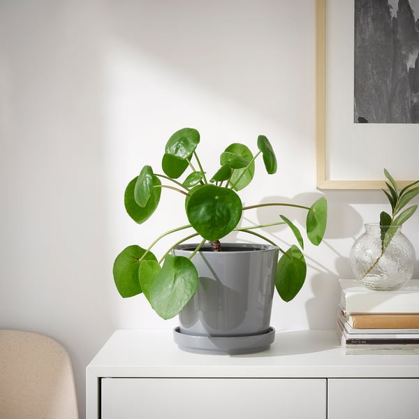 CITRUSFRUKT Pot avec coupelle, intérieur/extérieur gris, 15 cm