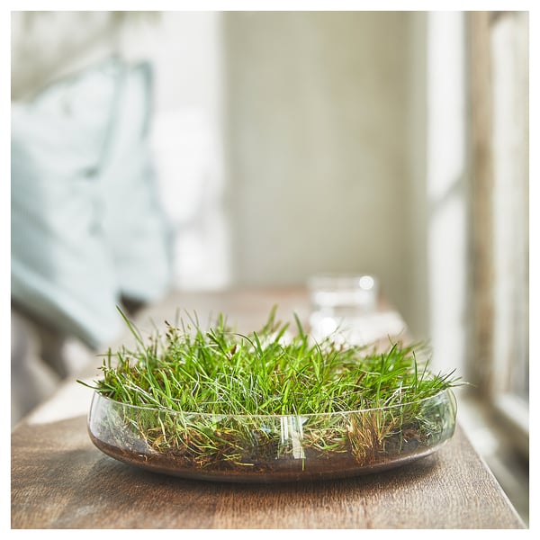 HEDERSAM Bougie parfumée, Herbe fraîche/vert clair, 3.5 hr