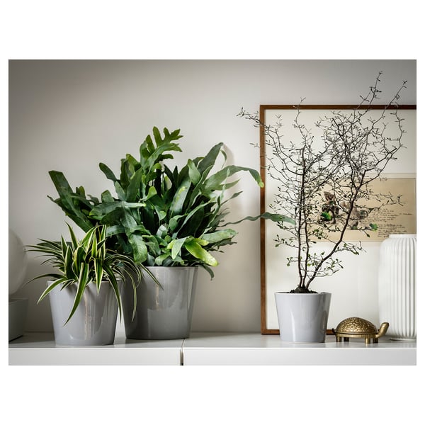 SKOGSVINBÄR Cache-pot, intérieur/extérieur gris, 12 cm