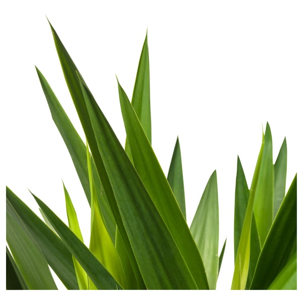 YUCCA ELEPHANTIPES Plante naturelle, Yucca/2 tiges, 24 cm