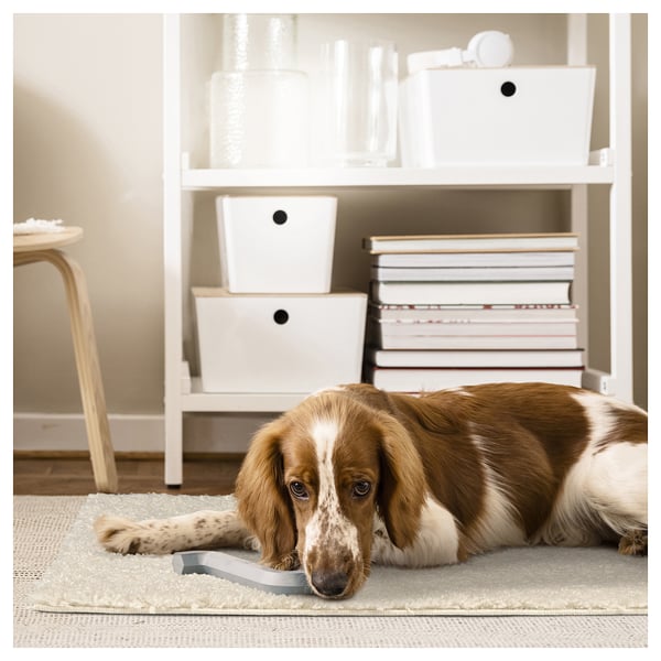 A brown and white dog lies on a soft, beige, shaggy rug in front of a white bookshelf with white storage bins and stacked books.