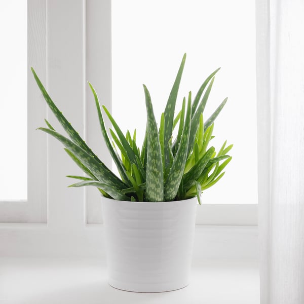 Potted ALOE VERA on windowsill, green leaves, low-maintenance.