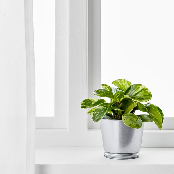 Silver-potted green plant by the window.