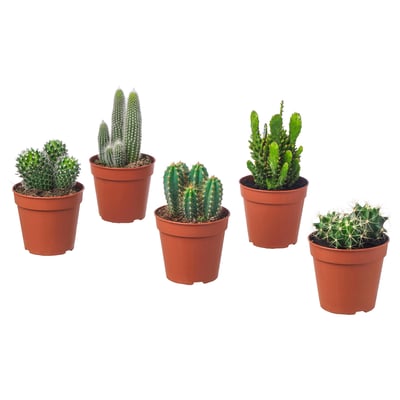 Five potted cacti in brown plastic pots, each with unique shapes and green spines, arranged in a line.
