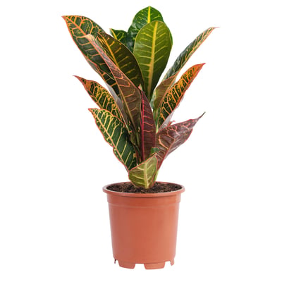 Potted plant
