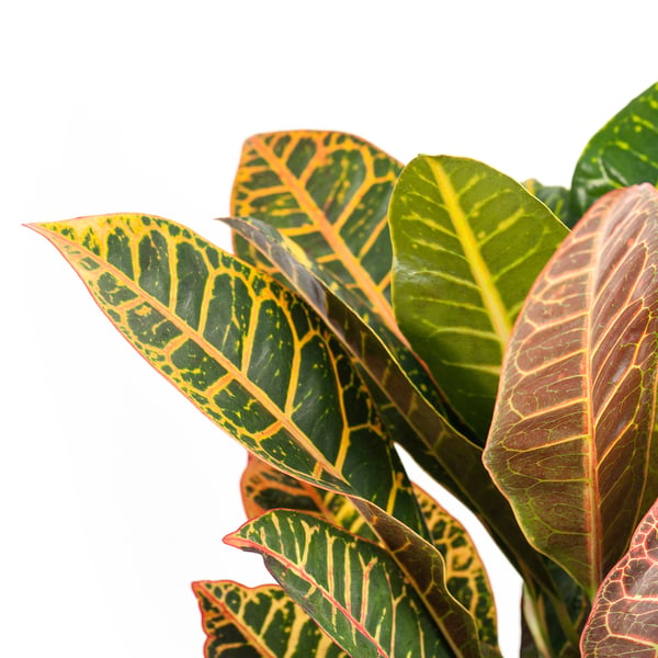 Brightly coloured leaves in green, yellow, and red on a healthy, vibrant houseplant.
